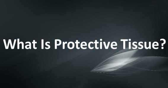 What Is Protective Tissue